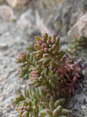 Sedum hispanicum