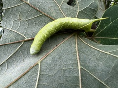 Marumba dyras