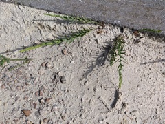 Linaria genistifolia