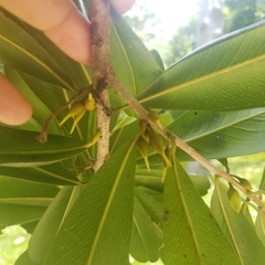 Pouteria dominigensis