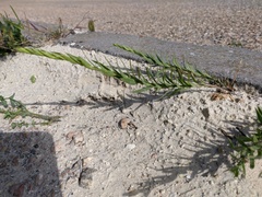 Linaria genistifolia