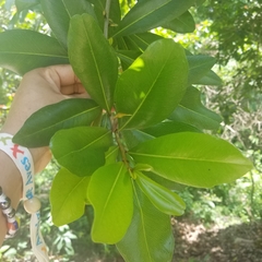 Pouteria dominigensis