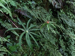 Paris polyphylla stenophylla