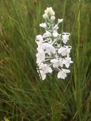 Platanthera nivea