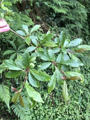 Lindera erythrocarpa