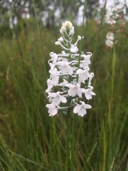 Platanthera nivea