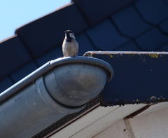 Passer domesticus