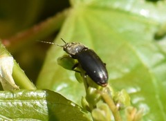 Prosternon tessellatum