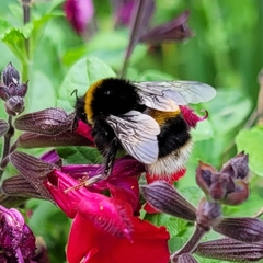 Bombus