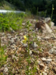 Verbascum orientale