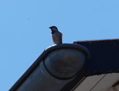 Passer domesticus