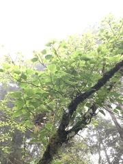 Hydrangea anomala