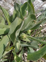 Takhtajaniantha crispa