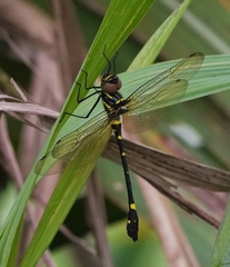 Macromia urania
