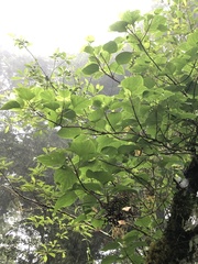 Hydrangea anomala