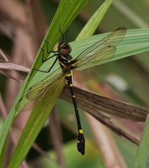 Macromia urania