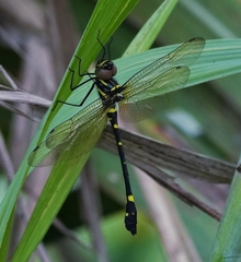 Macromia urania