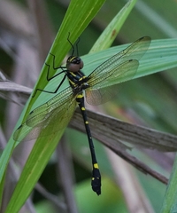 Macromia urania