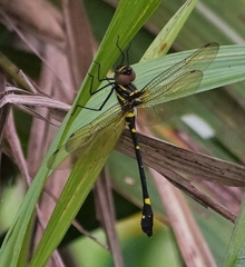 Macromia urania