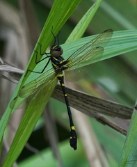 Macromia urania