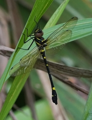 Macromia urania