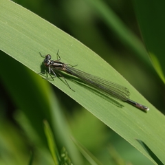 Coenagrion pulchellum