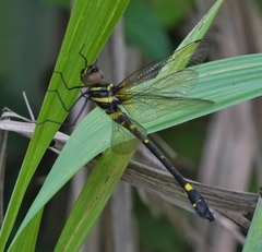 Macromia urania