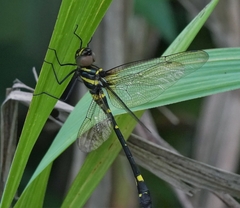 Macromia urania