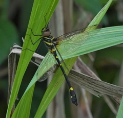 Macromia urania