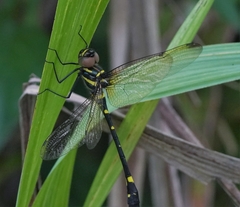 Macromia urania