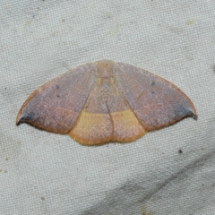 Watsonalla uncinula