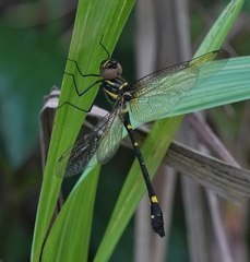 Macromia urania