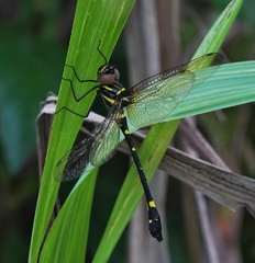 Macromia urania