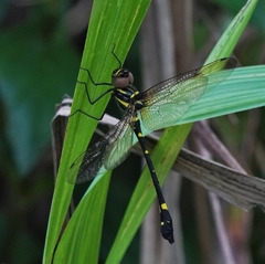 Macromia urania