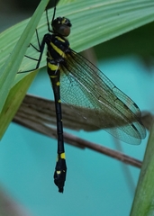 Macromia urania
