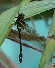 Macromia urania