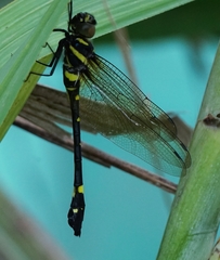 Macromia urania