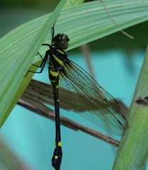 Macromia urania