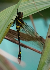 Macromia urania