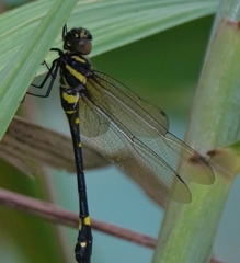 Macromia urania
