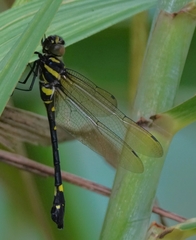 Macromia urania