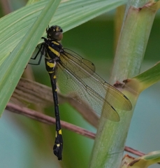 Macromia urania