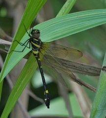 Macromia urania
