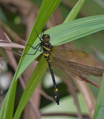 Macromia urania