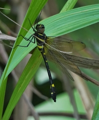 Macromia urania