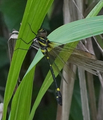 Macromia urania
