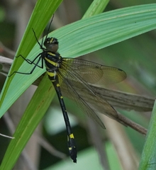 Macromia urania