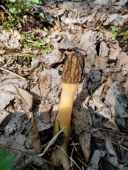 Verpa bohemica