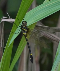 Macromia urania