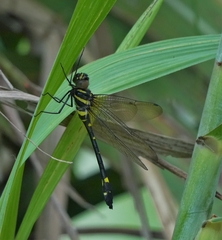 Macromia urania